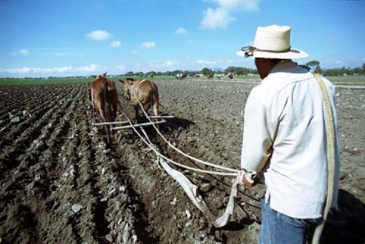 La producción agrícola en 450 municipios de 19 estados de la República se encuentra en riesgo: CIOAC