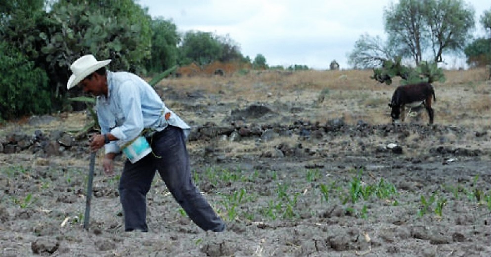 La iniciativa de AMLO para el sector agropecuario debe tener una visión de economías a futuro y disciplina en el gasto público: CNA