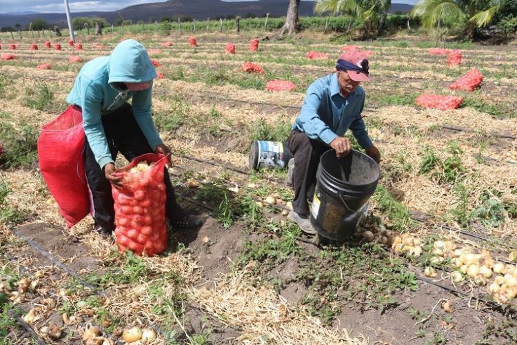 Aumento de la productividad en los pequeños productores por nuevas políticas del campo: Sagarpa