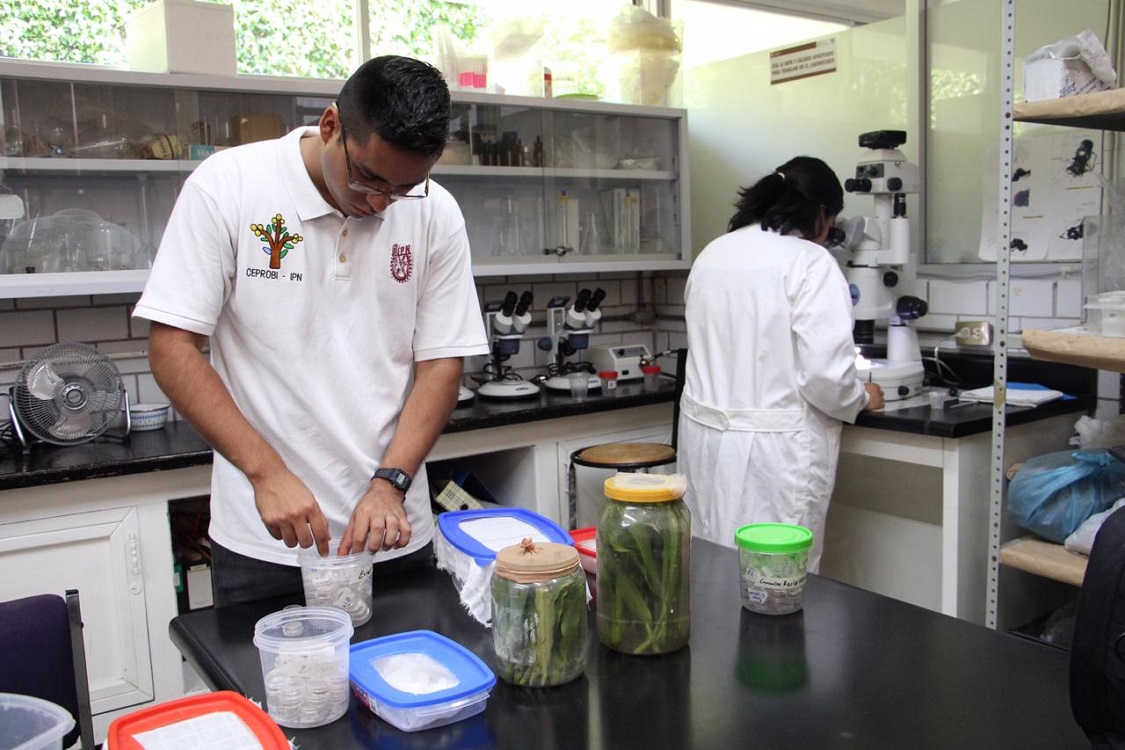 Estudia IPN proteínas de alga Spirulina que fortalecen el sistema inmune