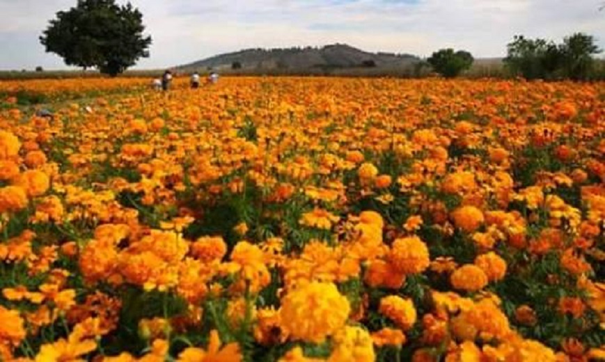 Garantiza SAGARPA abasto de Flor de Cempasúchil para conmemoración del Día  de Muertos - Indice Político | Noticias México, Opinión, Internacional