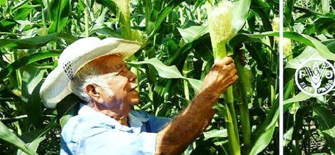 Solicita senador Madero apoyo para la producción de maíz