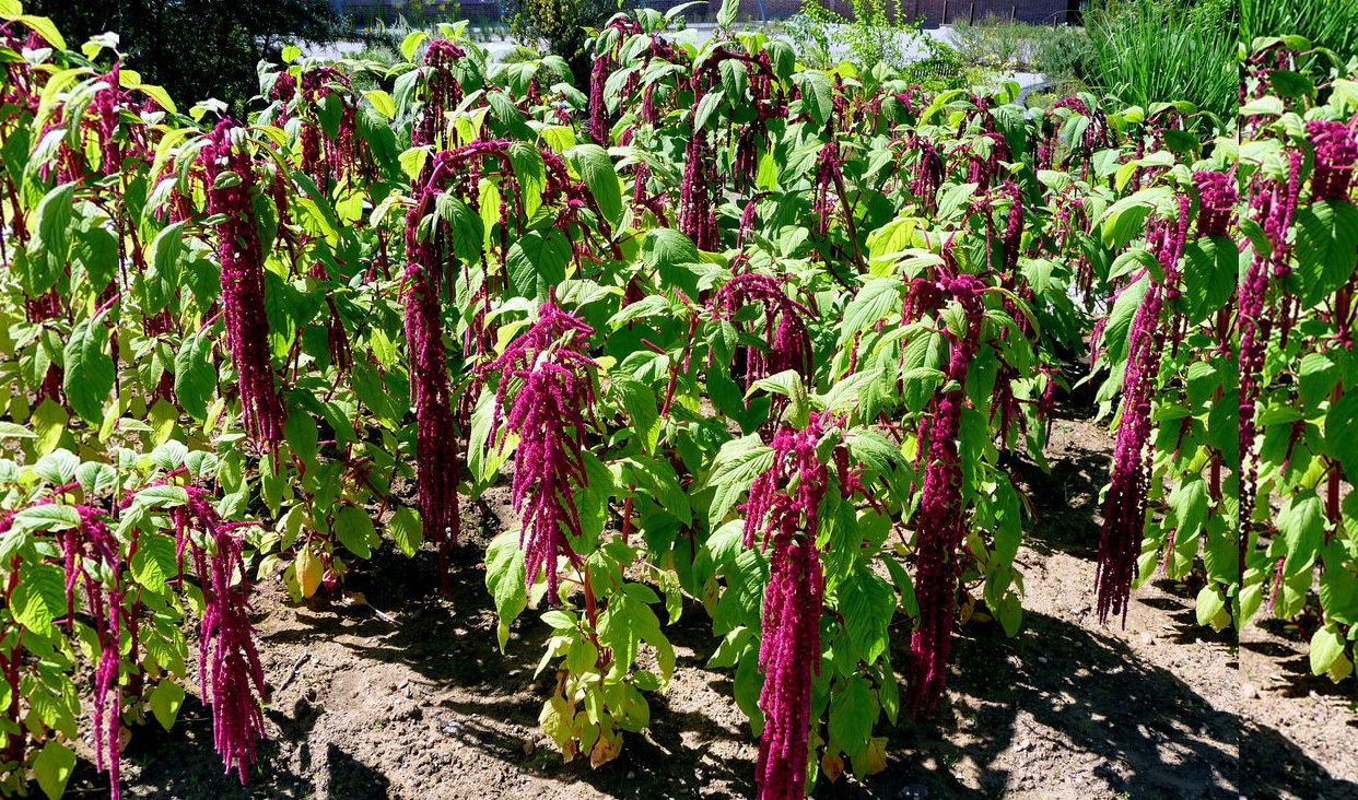 Amaranto, planta de profunda y profusa raíz en México