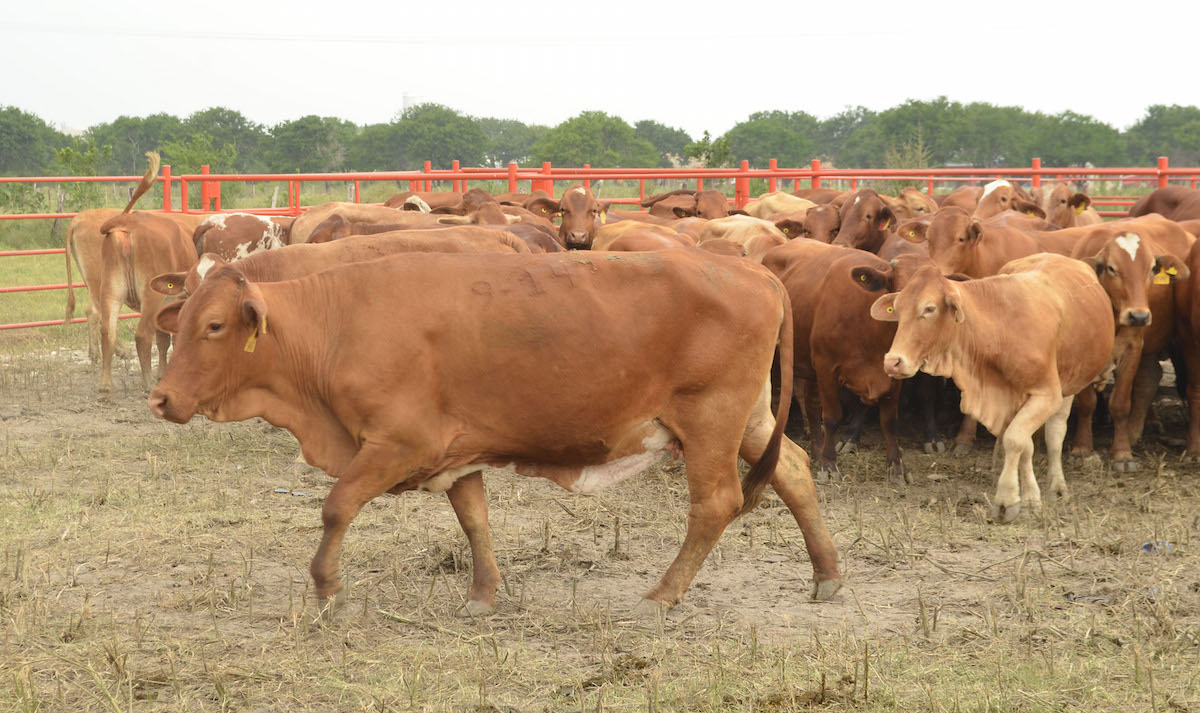 Acuerdan Agricultura y Gobierno de Sinaloa fortalecer estatus sanitario para exportación de ganado bovino