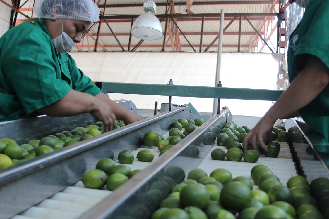 Producción del campo de Jalisco, fundamental para el sector agroalimentario nacional de limón representa 11 millones de dólares