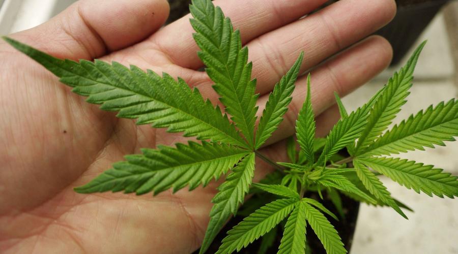 SCJN establece jurisprudencia que permitirá cultivar y consumir marihuana con fines recreativos