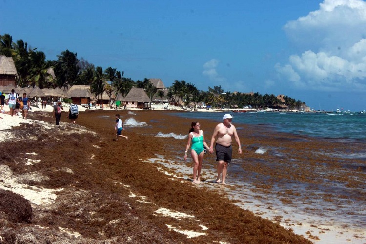 Problema de sargazo en Rivera Maya afecta turismo canadiense