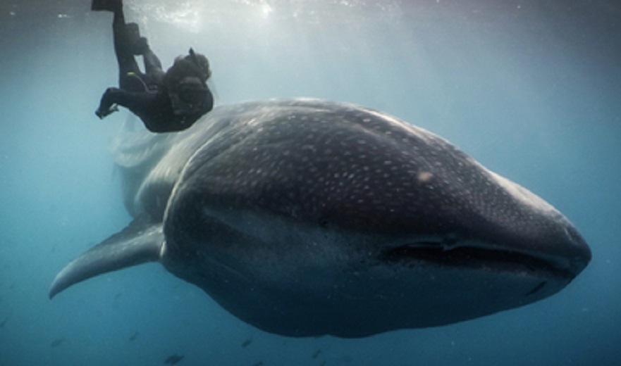 Apoya SEMARNAT campaña para proteger al tiburón ballena