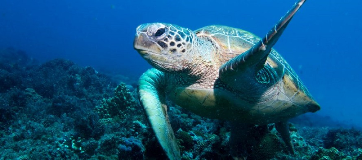 Rechaza Sarmanat proyecto “La Calma” para proteger a las tortugas en Bahía de Xcacel-Xcacelito, en Tulum