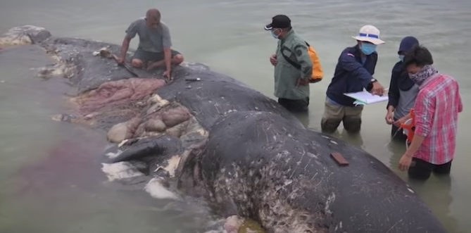 VIDEO: Aparece ballena muerta que se había comido 6 kilos de plástico