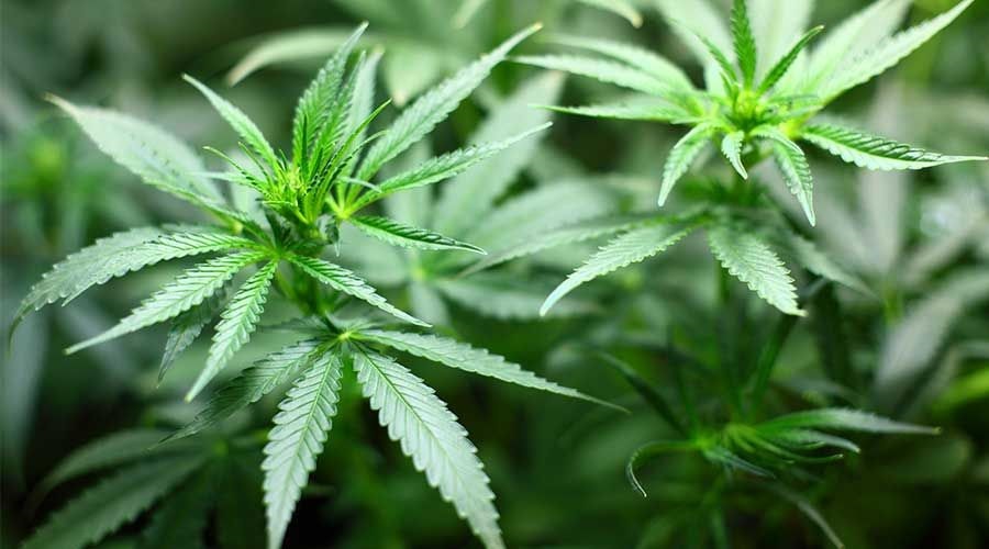 Analizará la UAM la despenalización del uso lúdico de la marihuana