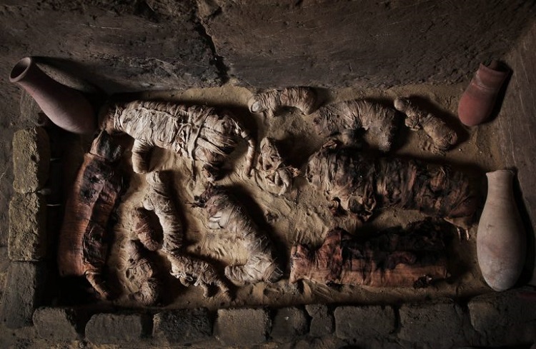 En investigación arqueológica hallan decenas de momias de gatos en El Cairo