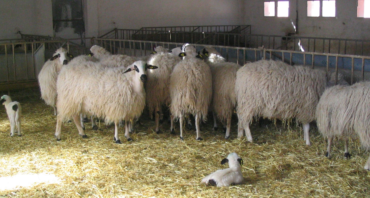 Creció 70 por ciento la producción en el sector ovino nacional con alta calidad genética: SAGARPA