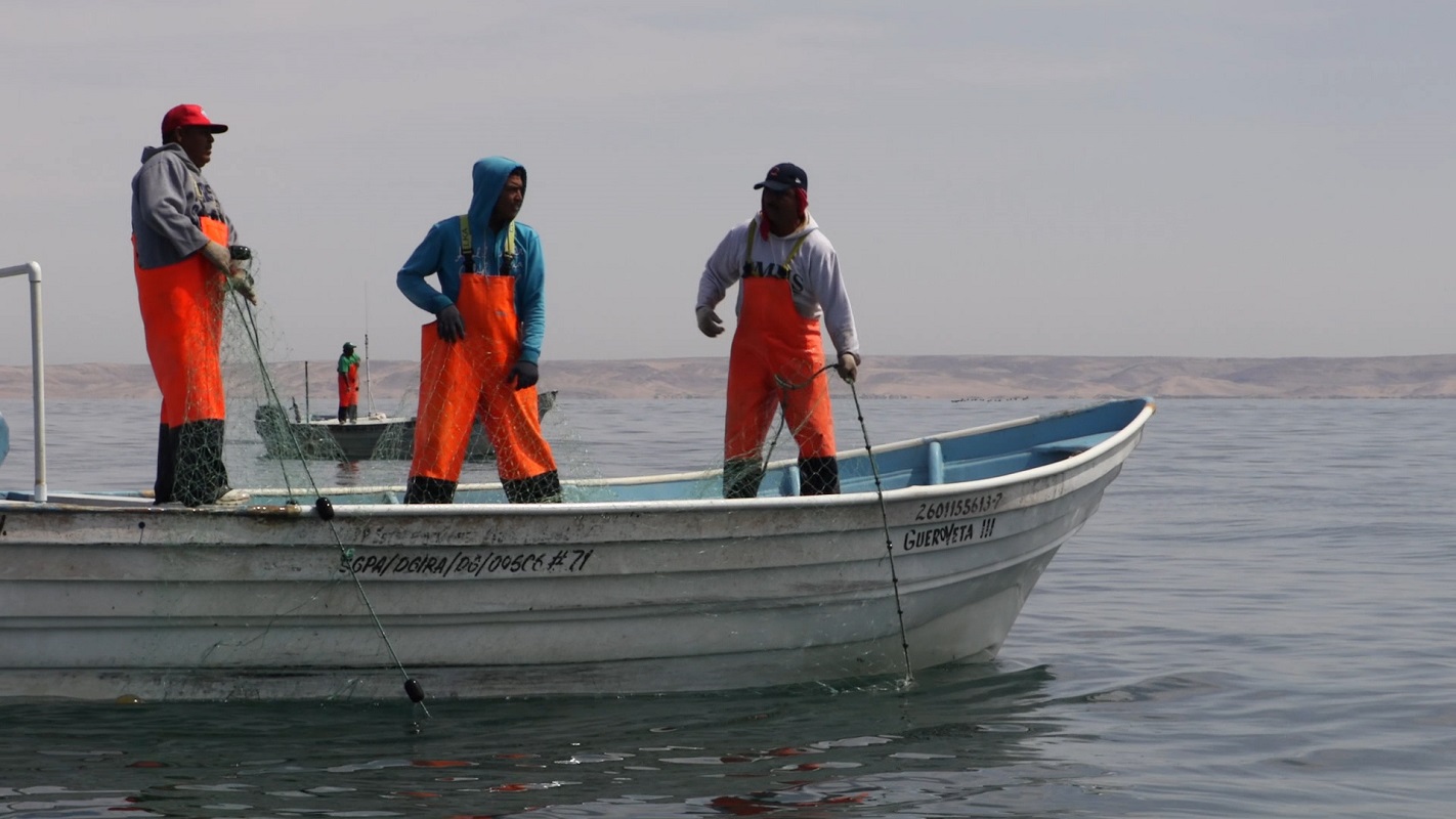 Publica el Registro Federal de EU el Aviso de Comparabilidad, que permite la exportación de pesquerías mexicanas del Alto Golfo de California