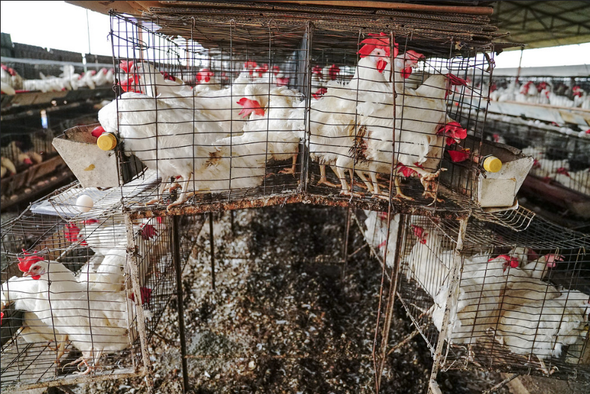 Igualdad Animal exhibe la cruel industria del huevo en México