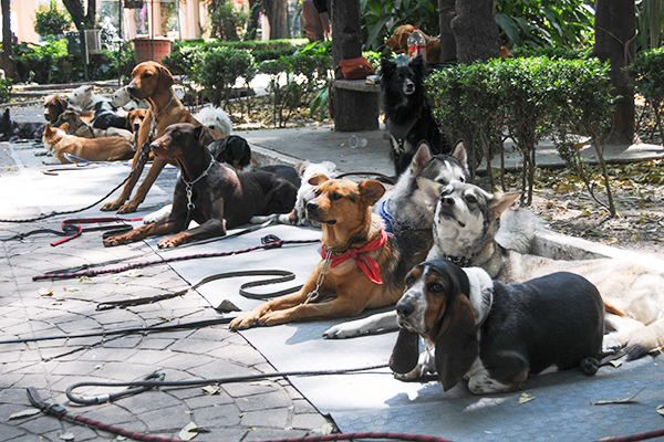 Aprueban ley contra maltrato a perros en Pachuca