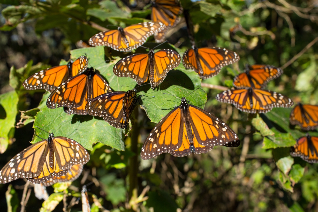 Aumenta 144% la presencia de la mariposa Monarca en los bosques mexicanos de hibernación