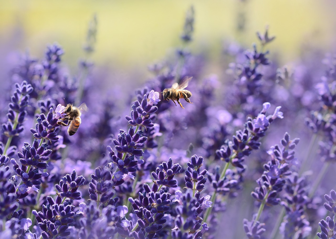 Francia prohíbe el uso de pesticidas que estaban matando a las abejas