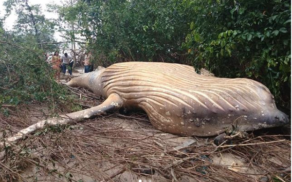 Aparece cadáver de ballena en la jungla del Amazonas y nadie sabe por qué