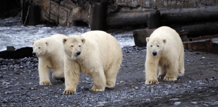 En poblado de Rusia se declaran en estado emergencia por “invasión” de osos polares