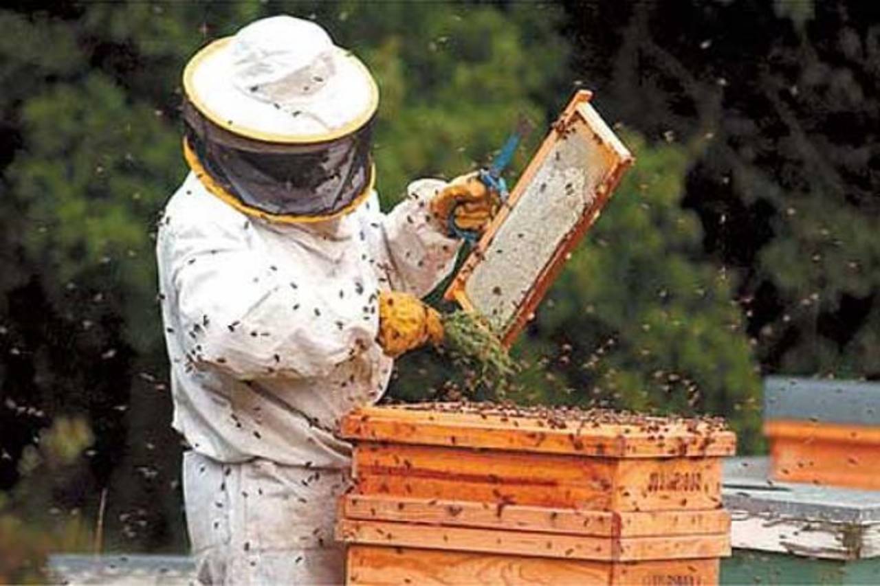 Llama Ramírez Marín a reconocer la apicultura como cadena productiva