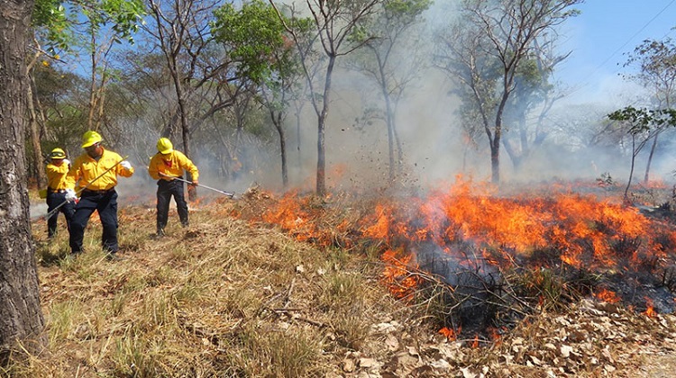 Suman 20 incendios forestales en Guerreo durante último mes