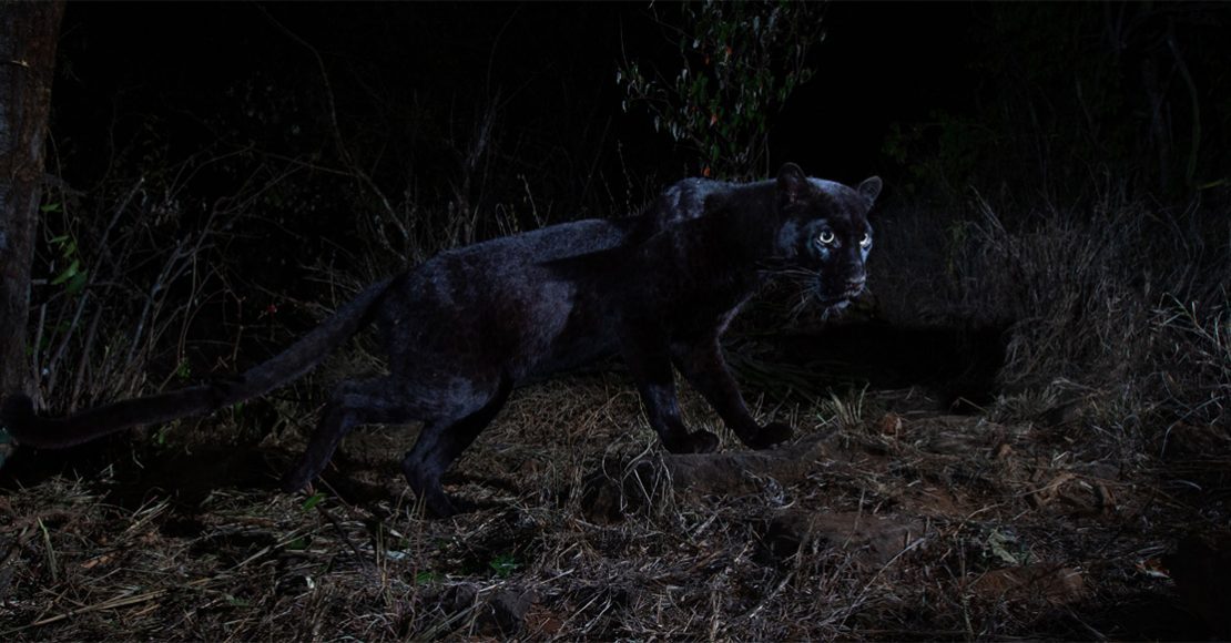 Por primera vez en 100 años, logran fotografiar a leopardo negro en África