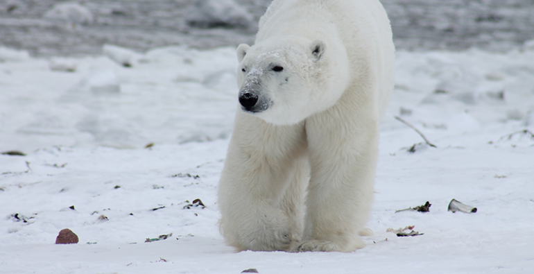 Una invasión de osos polares pone en alerta a Rusia