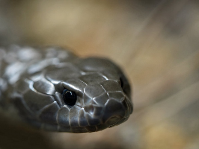 Zoológico te dejará nombrar a su serpiente más venenosa como tu “ex”