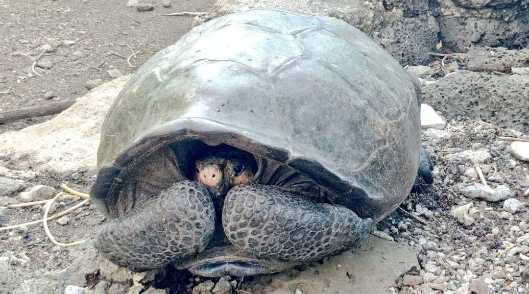 Hallan tortuga gigante que se creía extinta hace 100 años