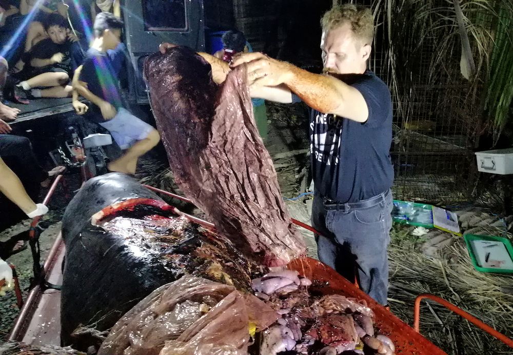 Ballena muere con 40 kilos de plástico en el estómago que no le dejaron comer