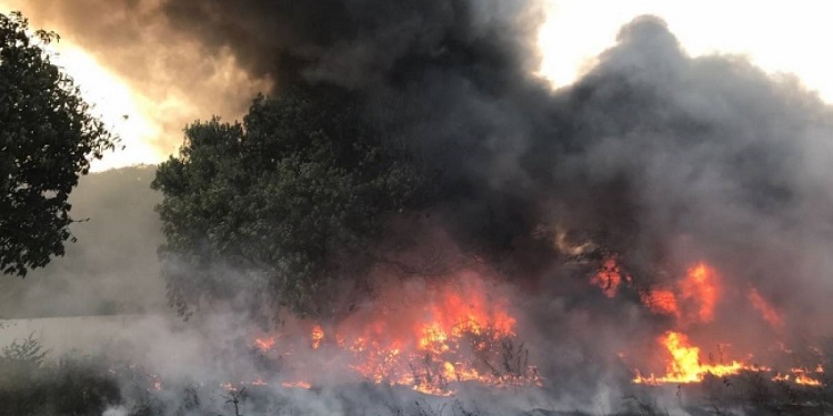 En cuatro de cinco incendios forestales hay intervención humana