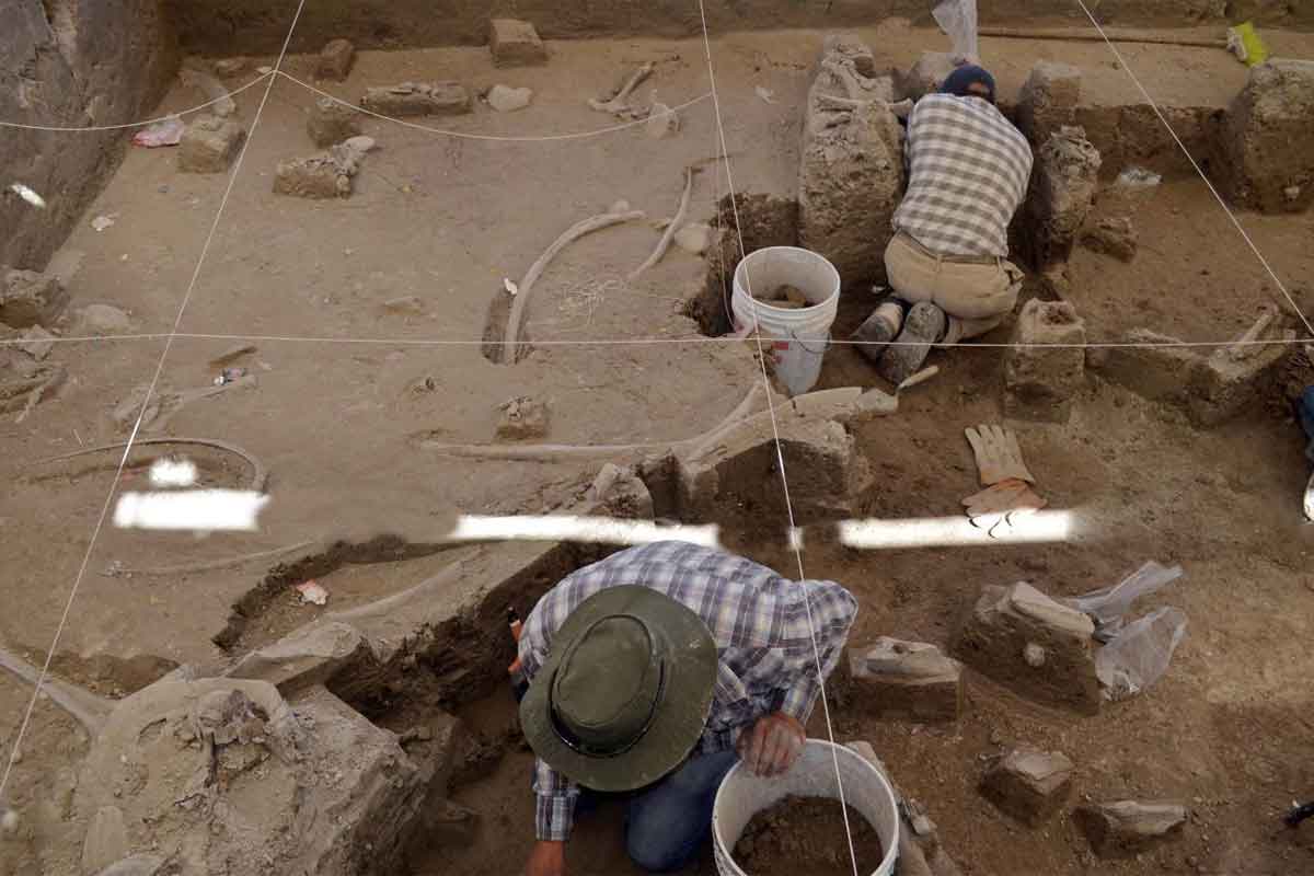 Hallan cementerio de mamuts en Tultepec