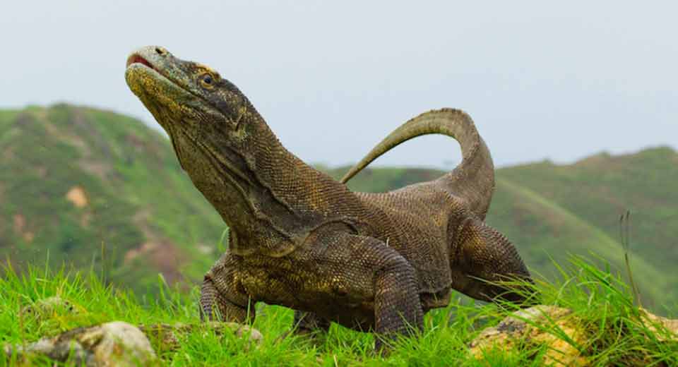 Dragón de Komodo