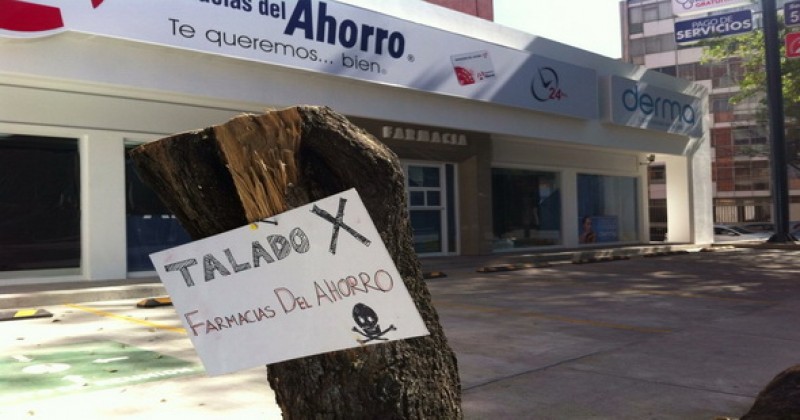 ¡Farmacias del Ahorro, ecocida! Talan más de mil 800 árboles en todo México