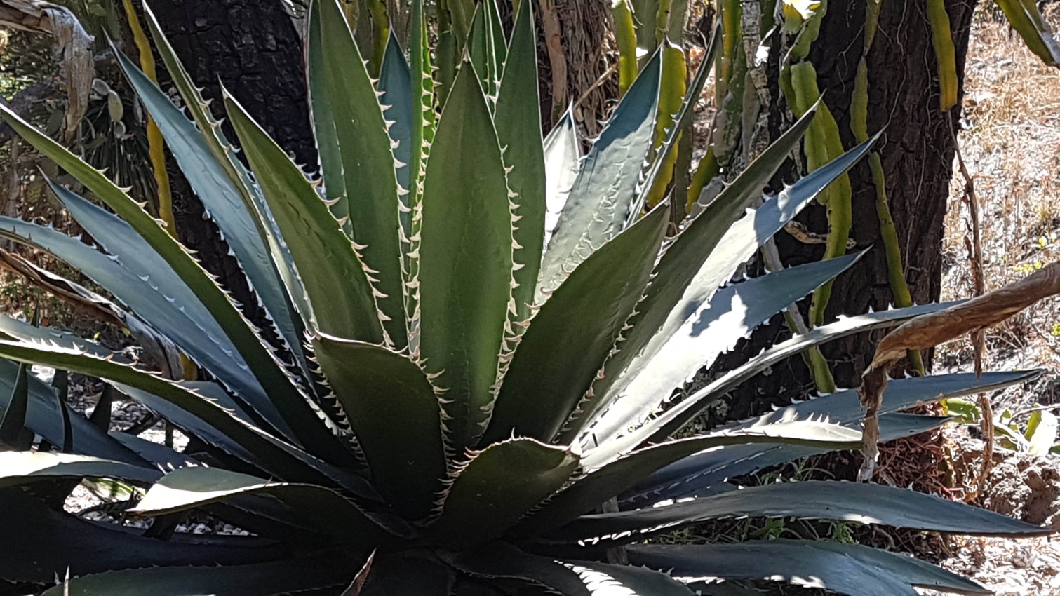 Descubren expertos de la UNAM cuatro nuevas especies de agave en México