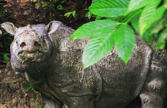 Murió Tam, el último rinoceronte de Sumatra macho en Malasia