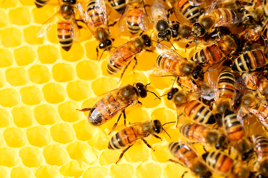 México ha perdido mil 600 millones de abejas, están oficialmente en peligro de extinción: UNAM