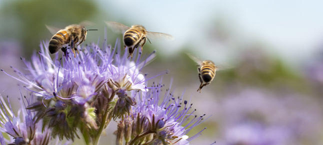 Un millón de personas crean una red global para salvar a las abejas, mariposas y demás polinizadores