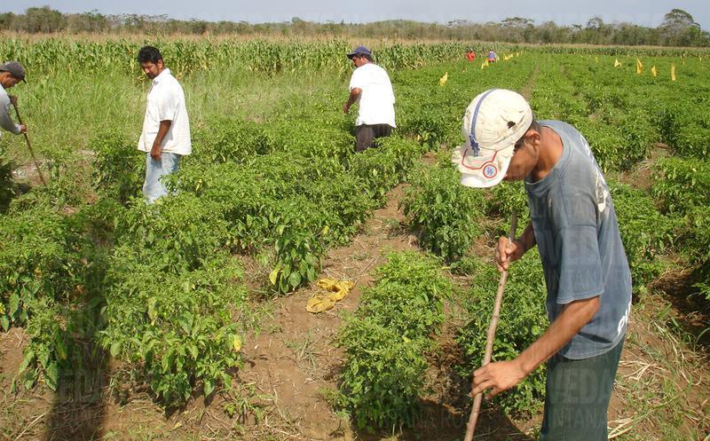 En riesgo producción agrícola en Edomex por falta de apoyos: Morena