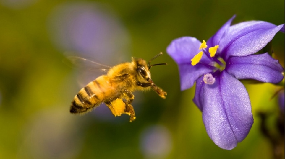 Sin abejas no hay futuro