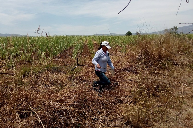 Suman cuatro cuerpos recuperados en fosas halladas en Nayarit