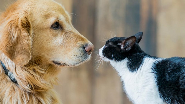 Perros y gatos son portadores de pulgas con altos niveles de bacterias, revela investigación en Reino Unido