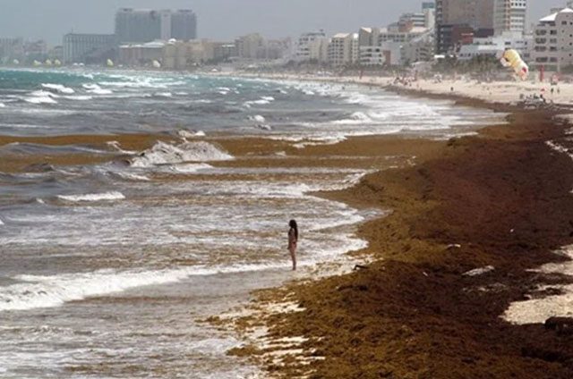 Expulsa sargazo a turistas de Quintana Roo