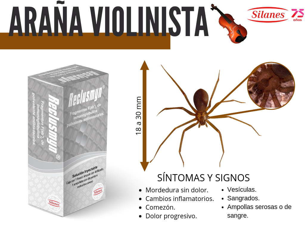 Lanza Silanes antiveneno contra araña violinista