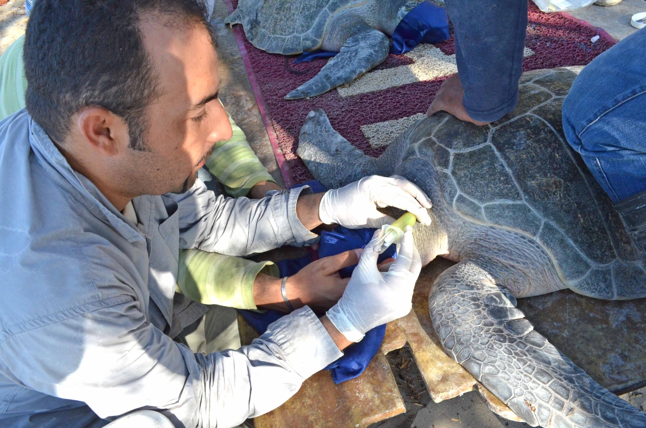 Estudia IPN herpevirus y tumoraciones en tortugas marinas