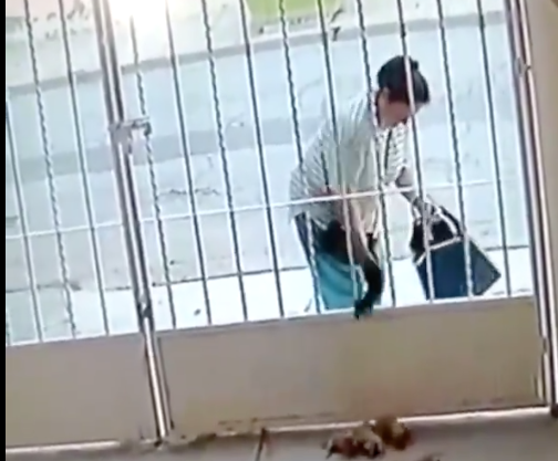 Una desalmada mujer arroja cachorritos en una casa