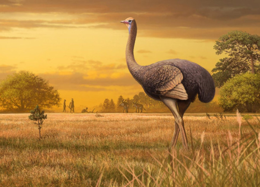 Hallan ave prehistórica que triplicaba el tamaño de un avestruz