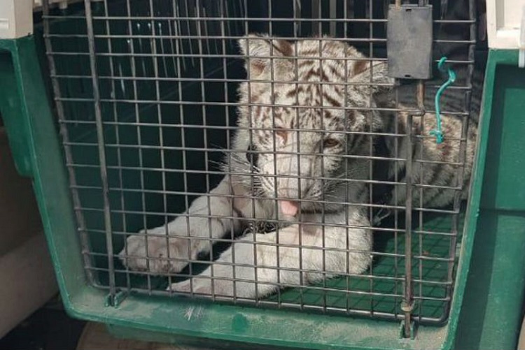 En cateo a domicilio de Veracruz, aseguran cachorro de tigre