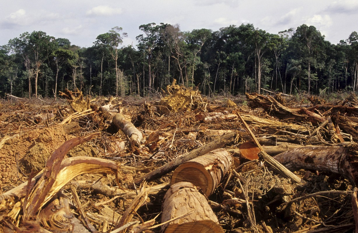 Urgente, detener deforestación y reforeste de la Selva Lacandona: Senado